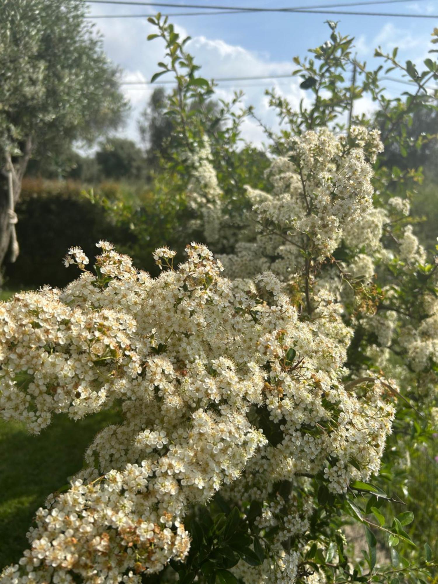 Alto Giardino Apartment Zambrone Luaran gambar
